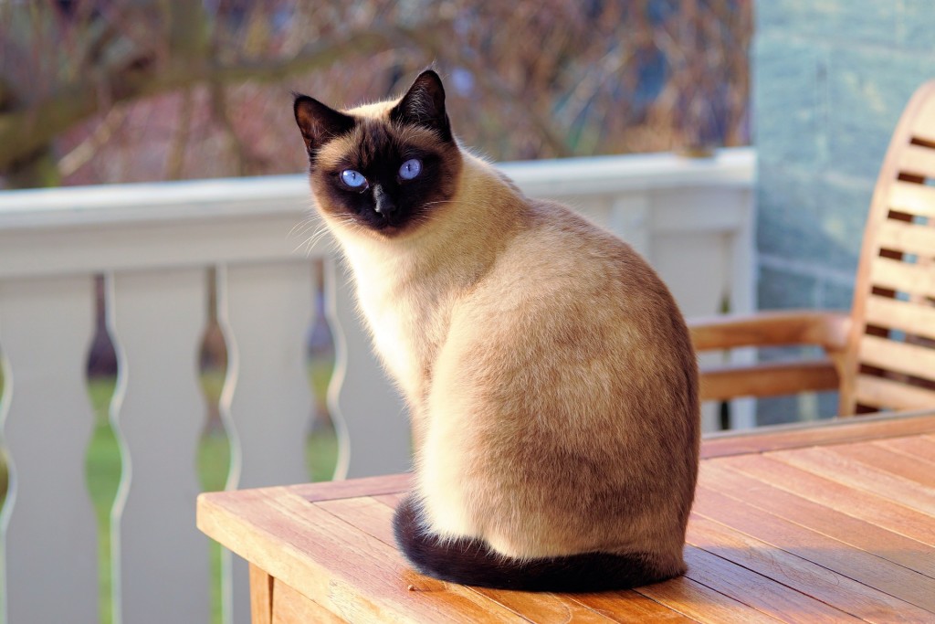 cat on a hot summer's day - look out for heat stroke