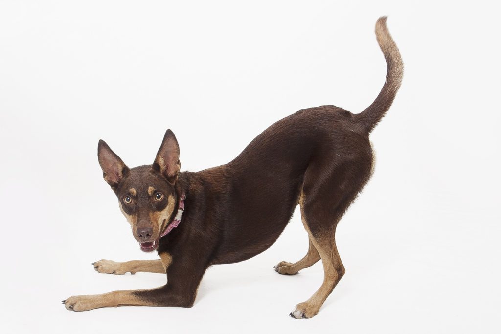 Australia Kelpie| Dog care