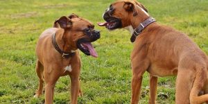 two boxers playing