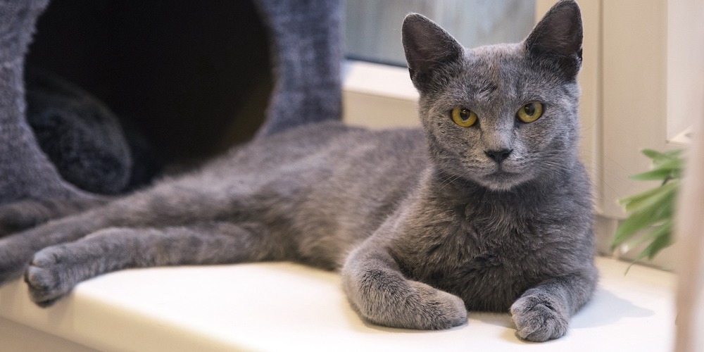 russian blue gray hair