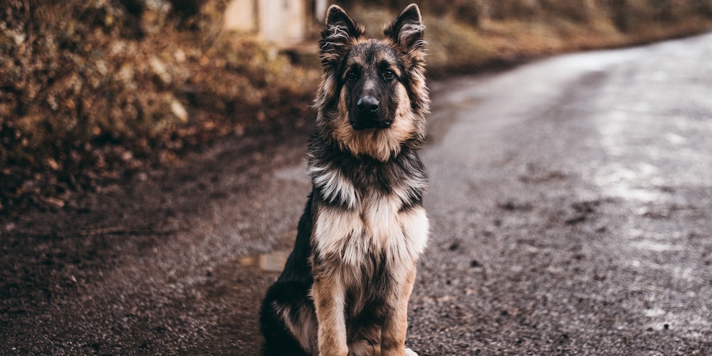 why are german shepherds so smart