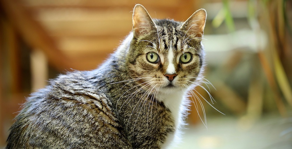 Popular Cat Series: Domestic Shorthair - Karingal Vet Hospital - Pet Care