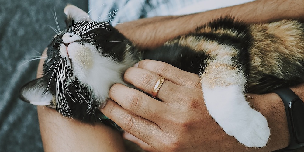 10 Reasons Why Cats Make Better Pets Than Dogs