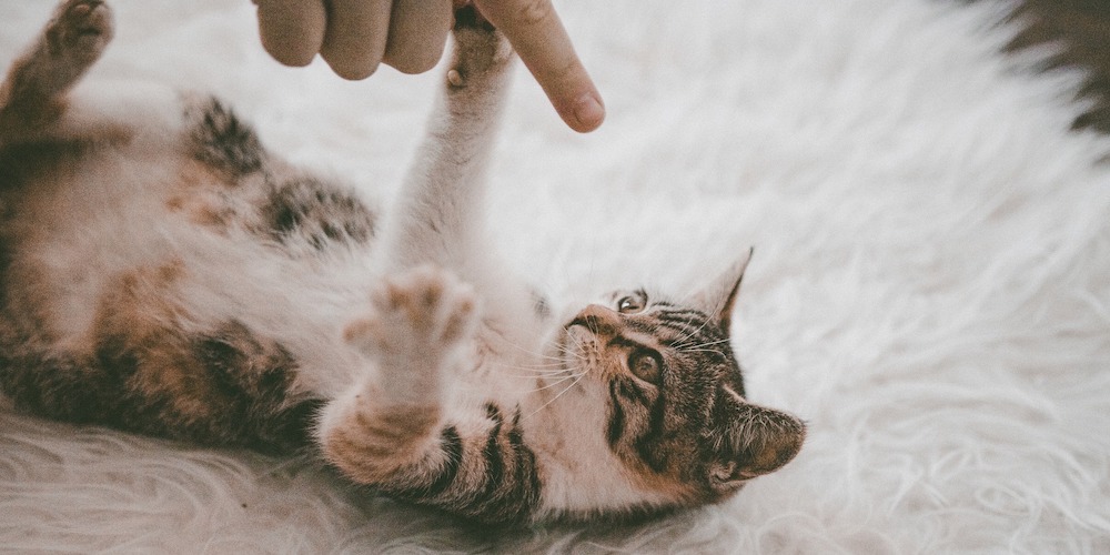 10 Reasons Why Cats Make Better Pets Than Dogs