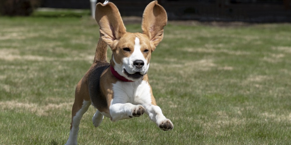 popular family dogs- beagle running