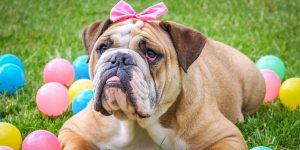 popular family dogs-bulldog dressed up