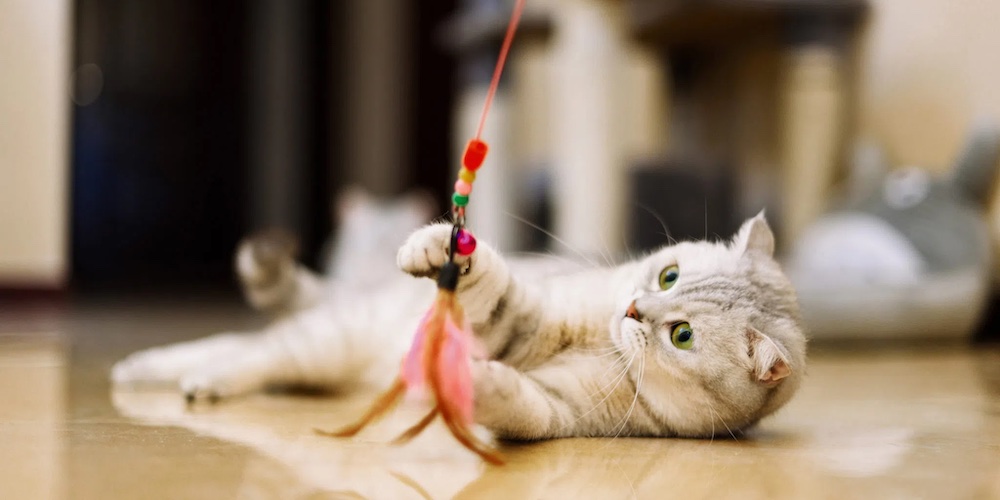 best cat toys- dangling cat toy