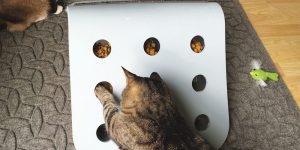 food motivated -best cat toy