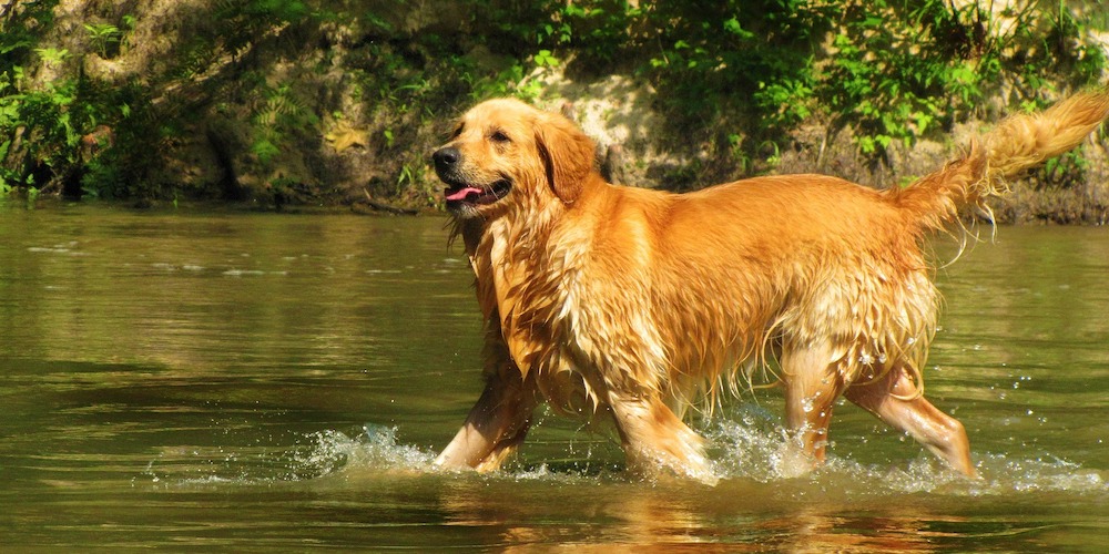 popular family dog_ golden retriever in water