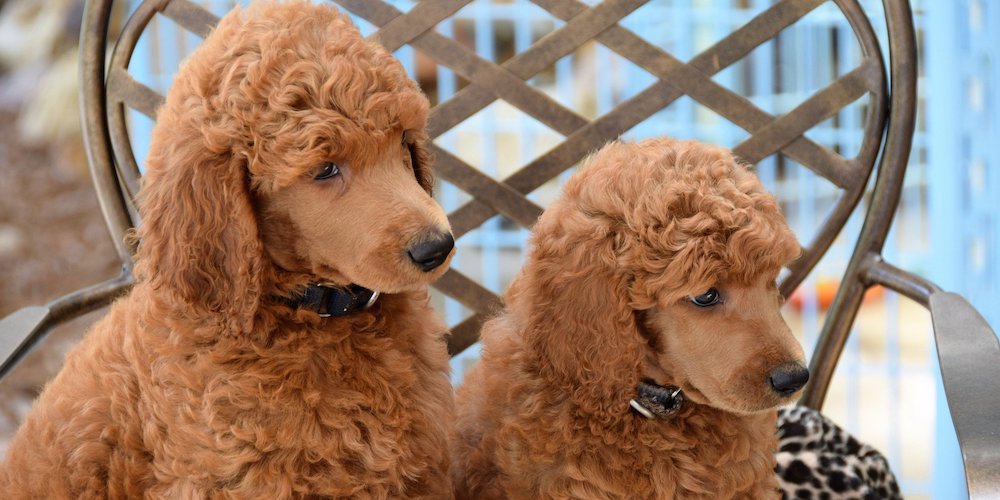 poodles sitting- most popular family dogs