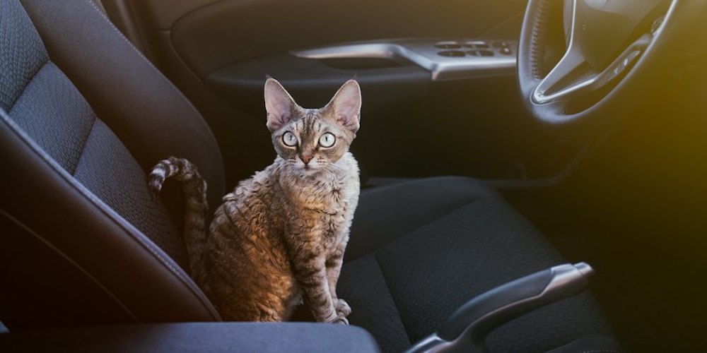 Car Travel with Cats