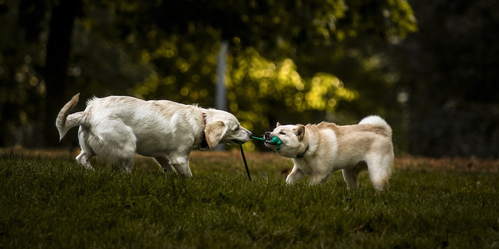 top 5 dog park rules
