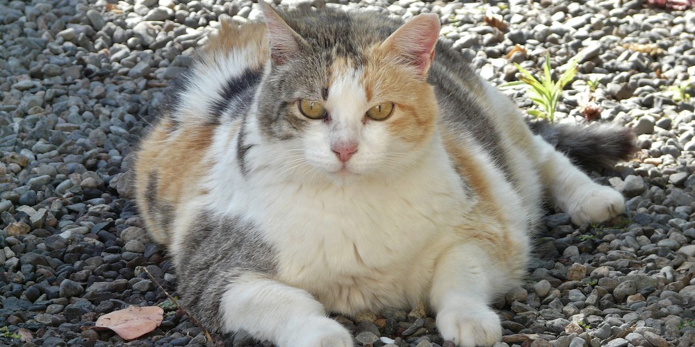 help your cat lose weight