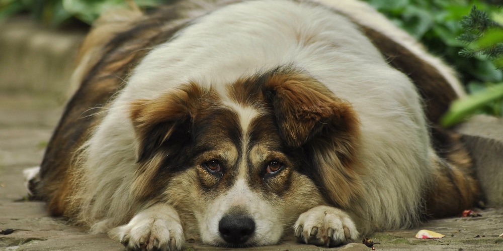 hypothryroidism in dogs