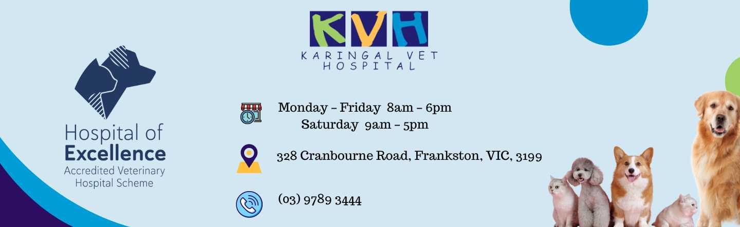 Karingal Vet Hospital - Serving the people of Frankston and the Mornington  Peninsula area